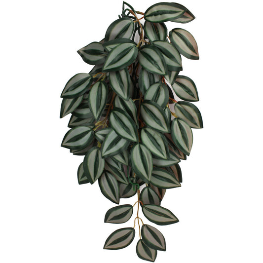 Komodo Climbing Plant Zebrina