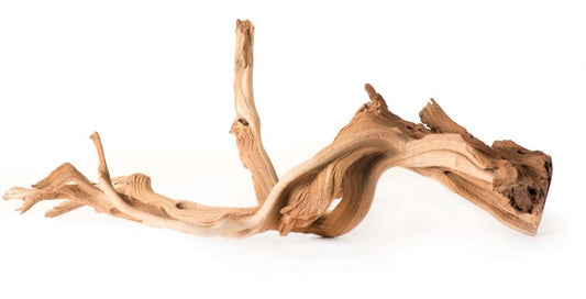 Galapagos Staghorn Wood Manzanita root