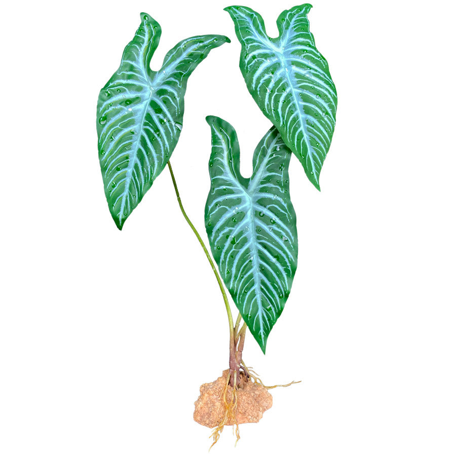 Komodo Caladium Standing Plant