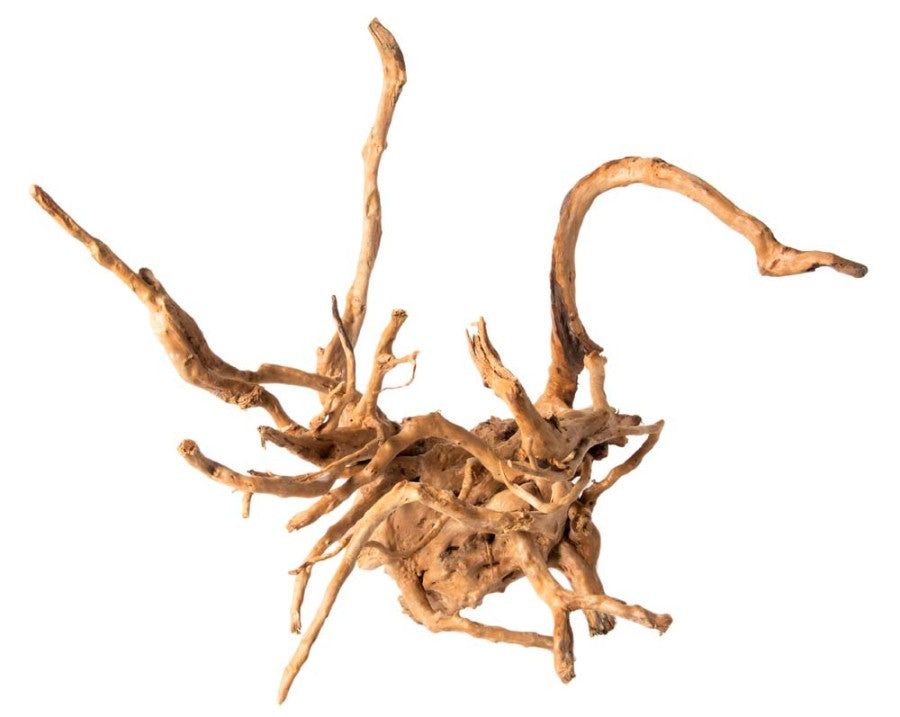 Galapagos Spider Wood Root 12-24in