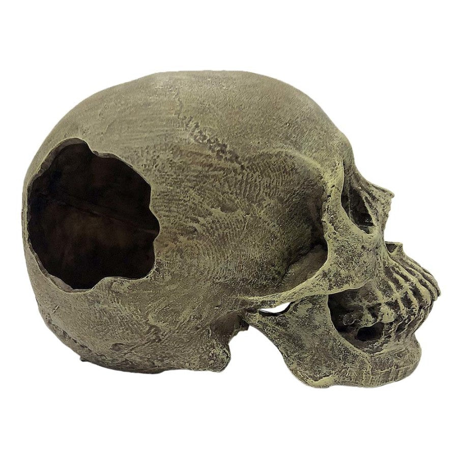 Komodo Human Full Skull Reptile Hide