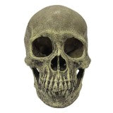 Komodo Human Full Skull Reptile Hide