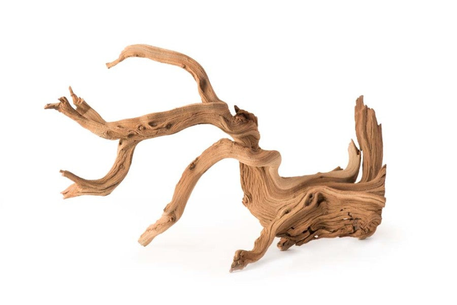 Galapagos Staghorn Wood Manzanita root