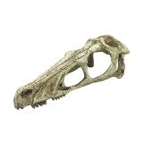Komodo Raptor Skull Hide