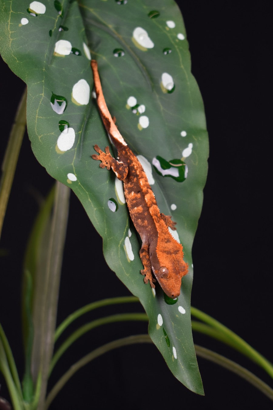 Komodo Spotted Begonia Standing Plant