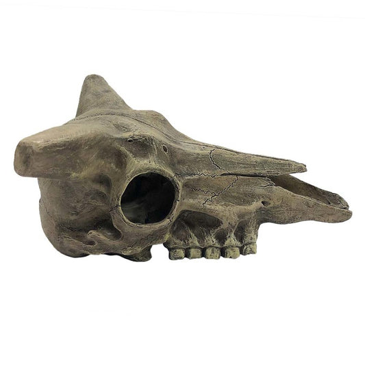 Komodo Deer Skull Hide