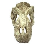 Komodo T-Rex Skull Reptile Hide