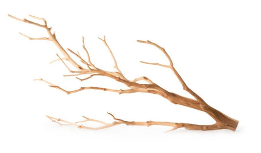 Galapagos Staghorn Manzanita Branch