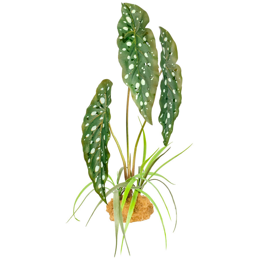 Komodo Spotted Begonia Standing Plant
