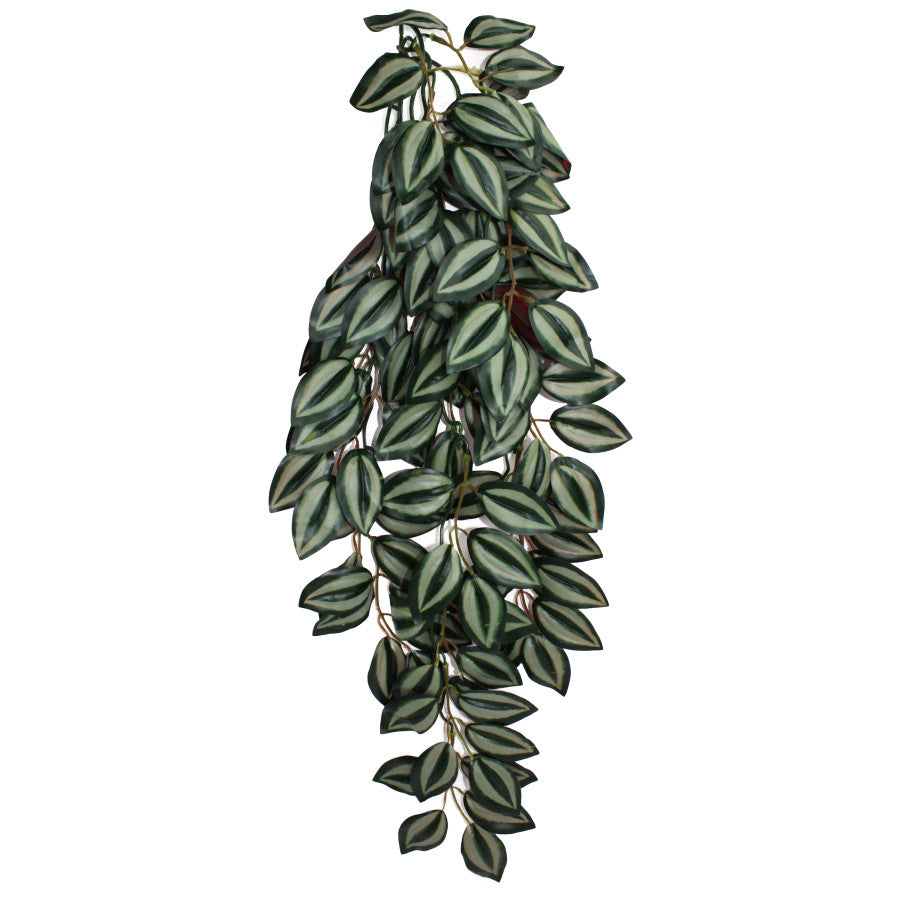Komodo Climbing Plant Zebrina