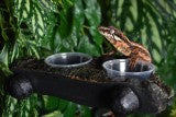 Komodo Magnetic Gecko Feeding Ledge