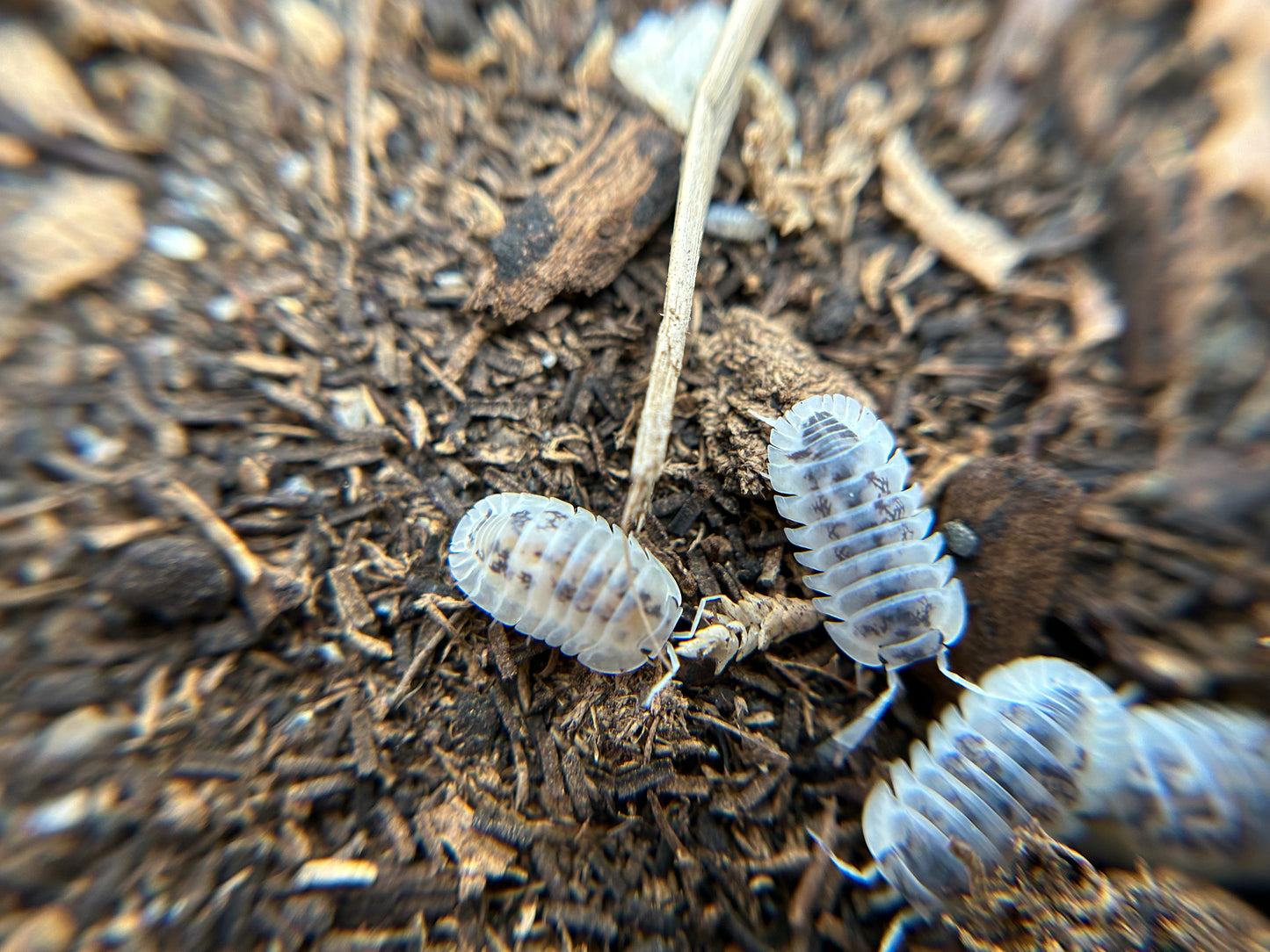 Nesodillo sp. Shiro Utsuri