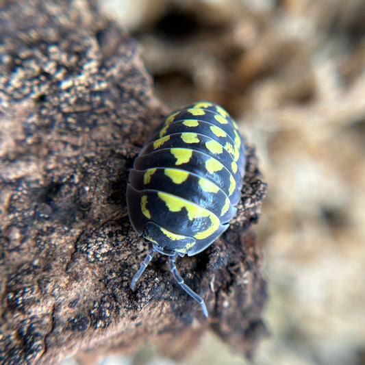 Armadillidium gestroi