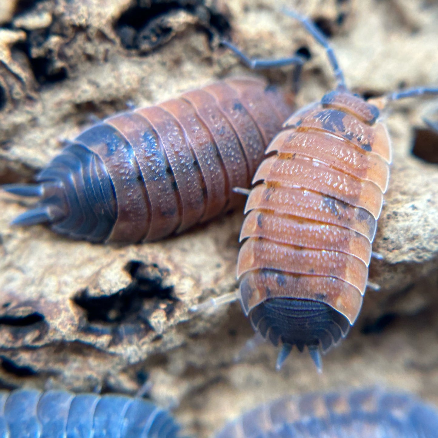 Porcellio scaber (lava)