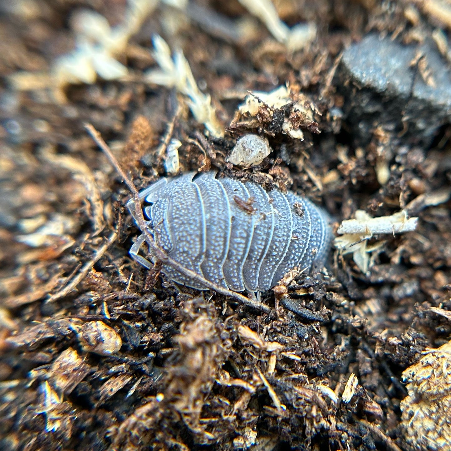 Armadillidium peraccae