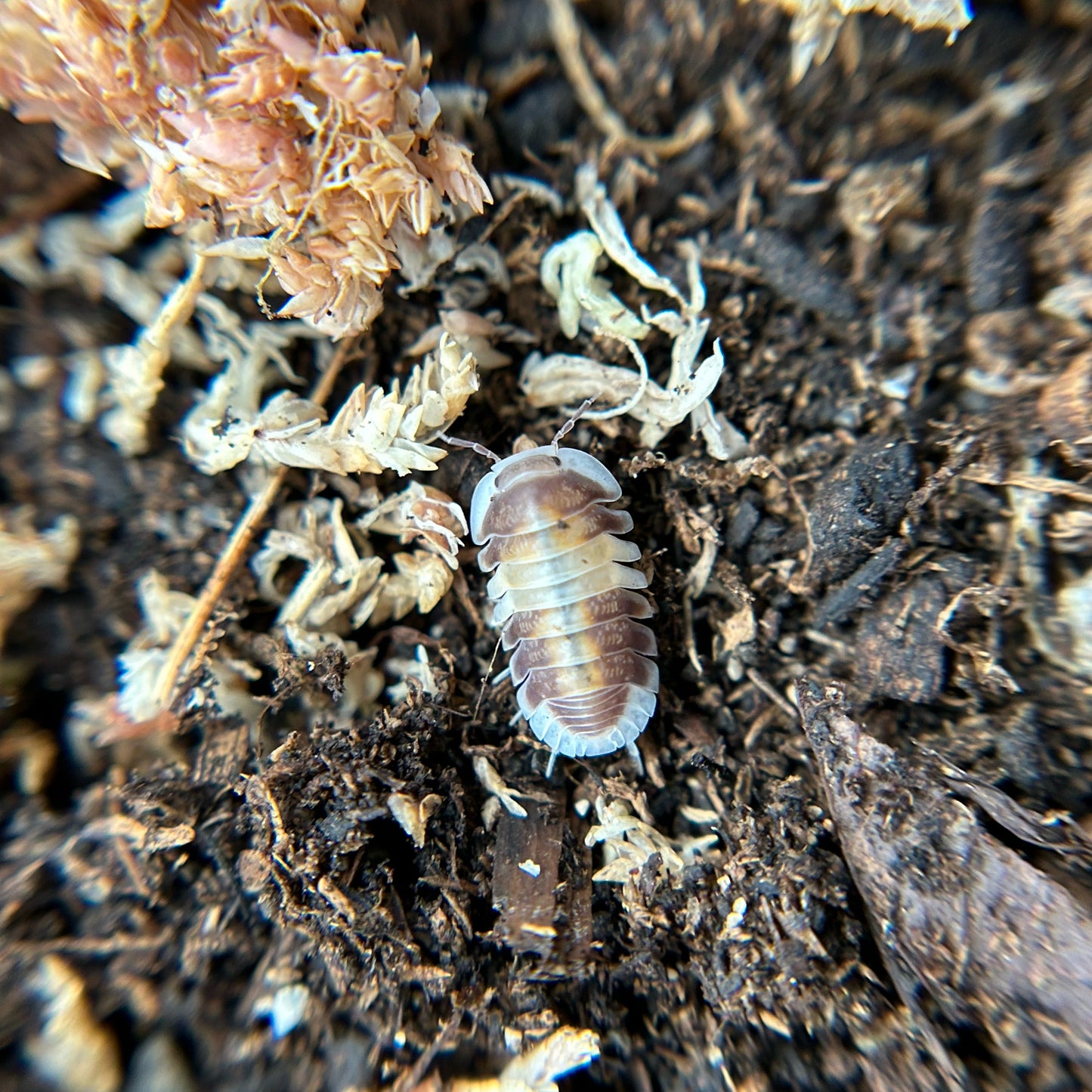 Cubaris sp. cappuccino