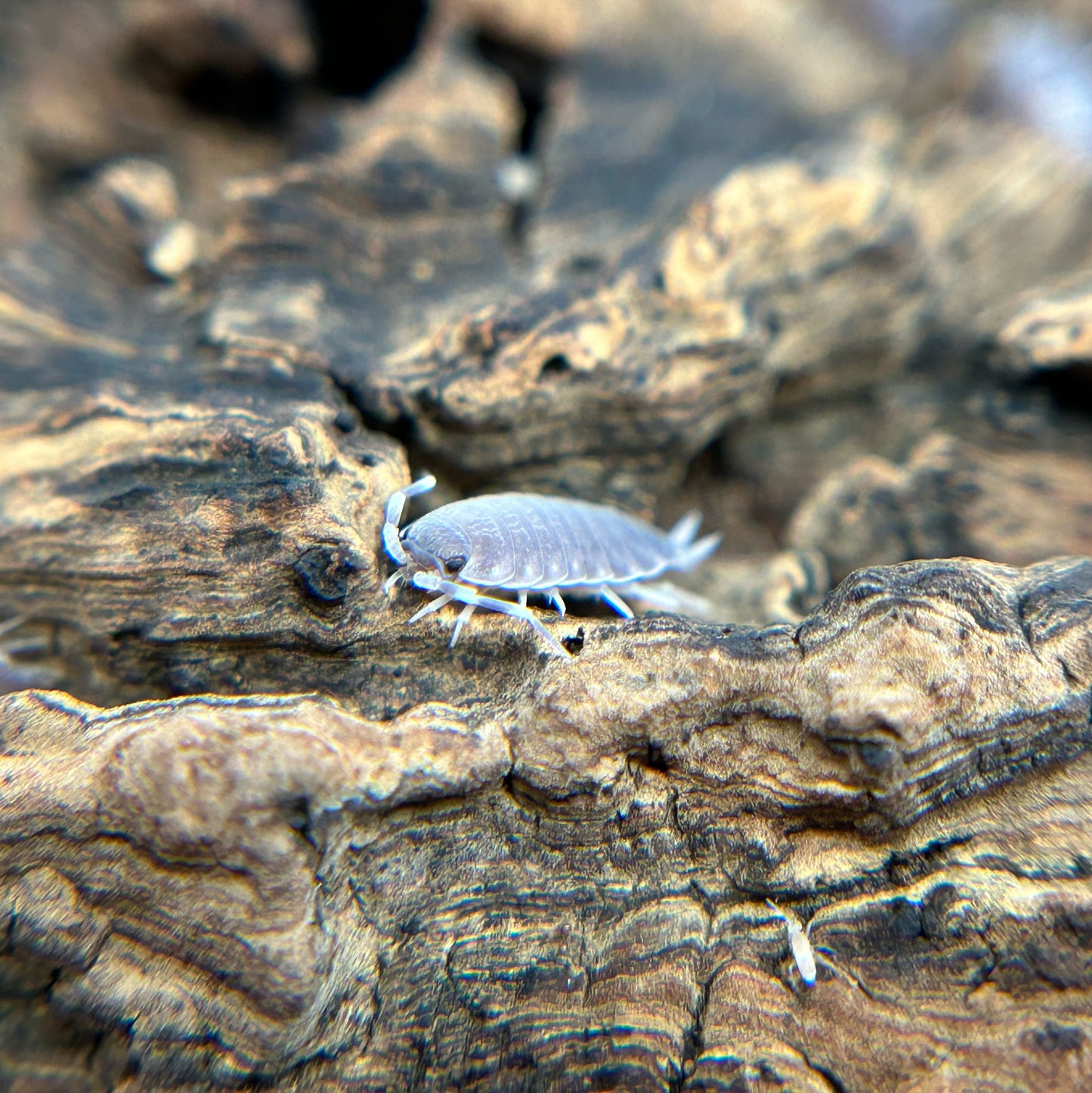 Porcellionides pruinosus