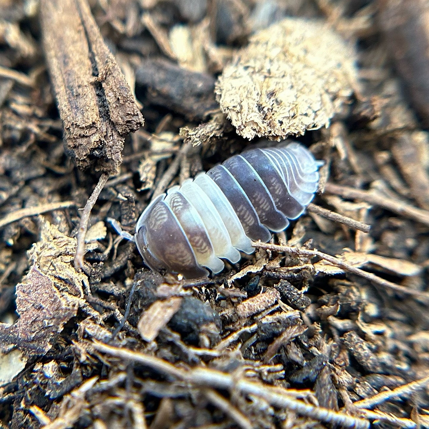 Cubaris sp. Panda King