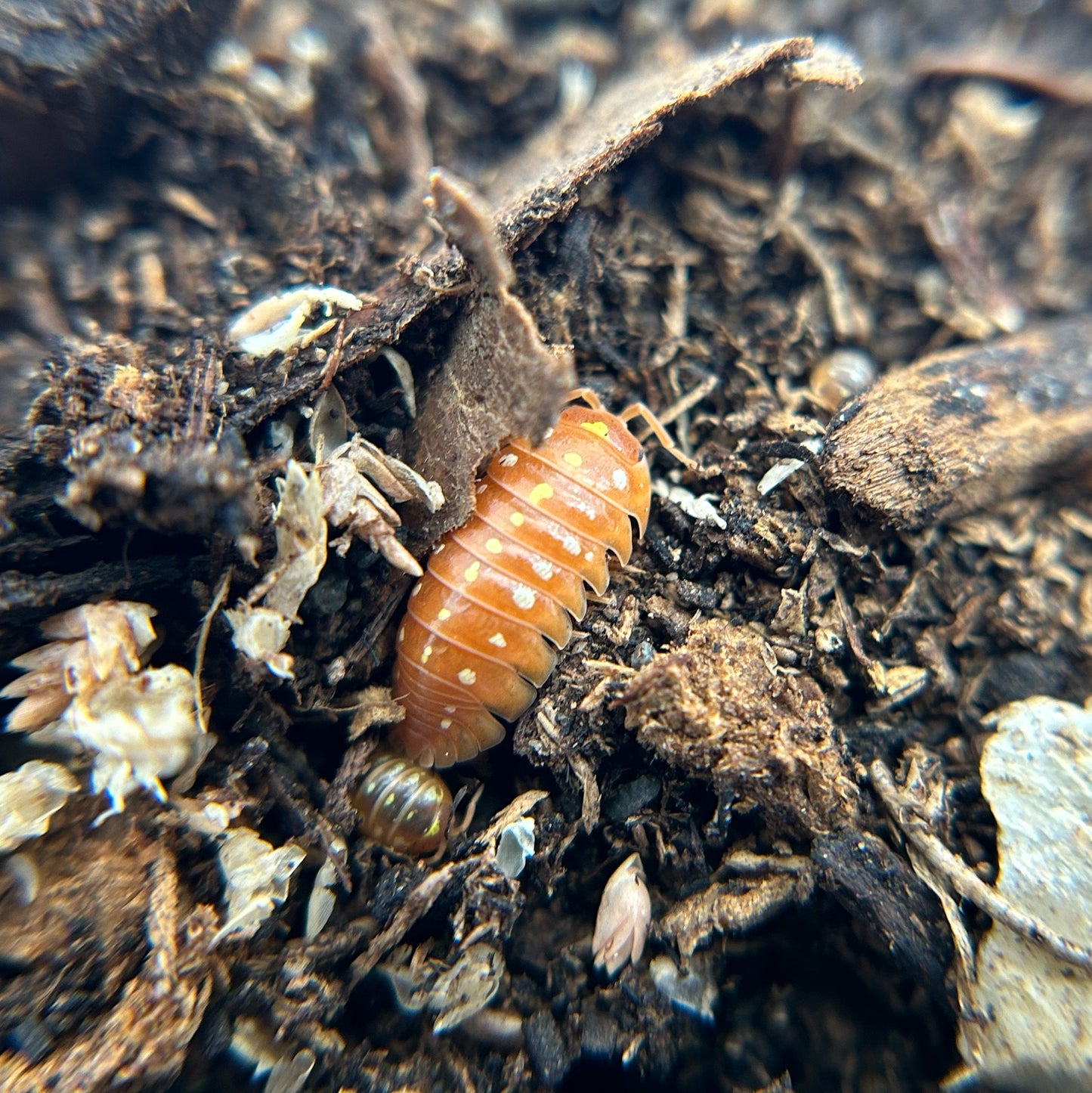 Armadillidium klugii montenegro (orange clown)