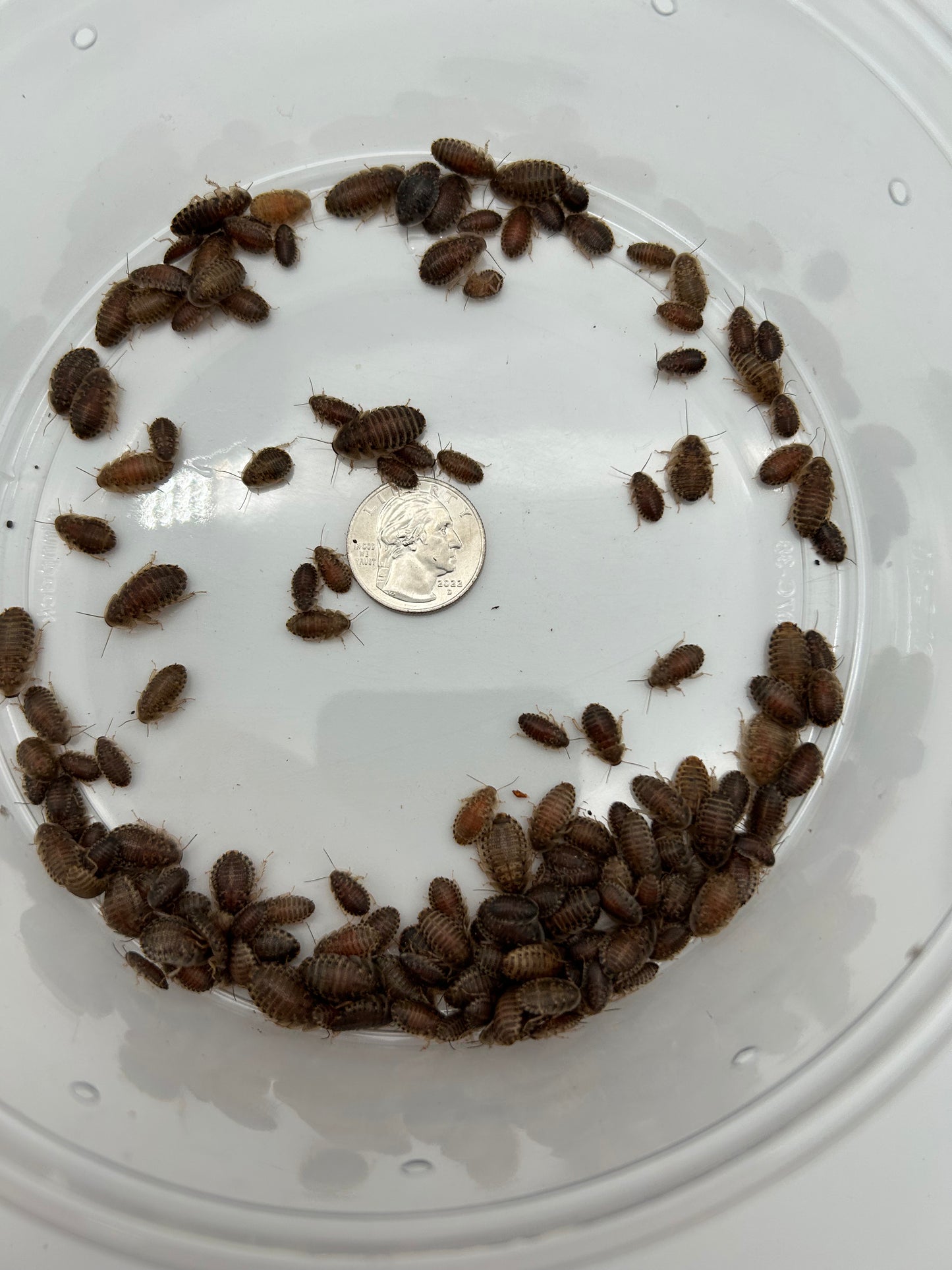 Small Dubia Roach