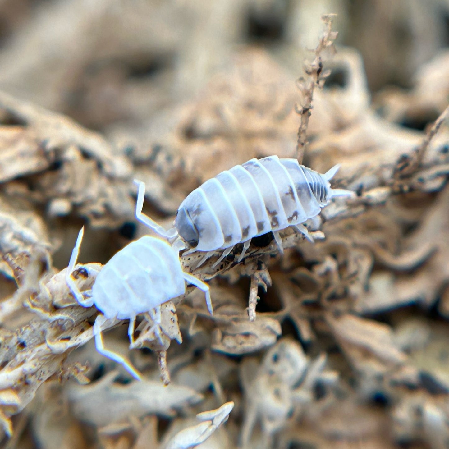 Porcellionides pruinosus (oreo crumble)