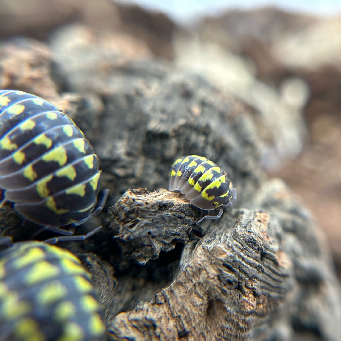 Armadillidium gestroi