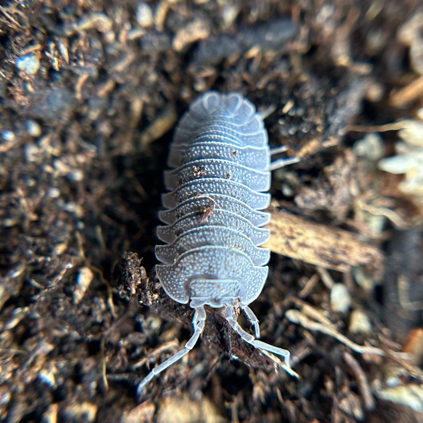 Armadillidium peraccae