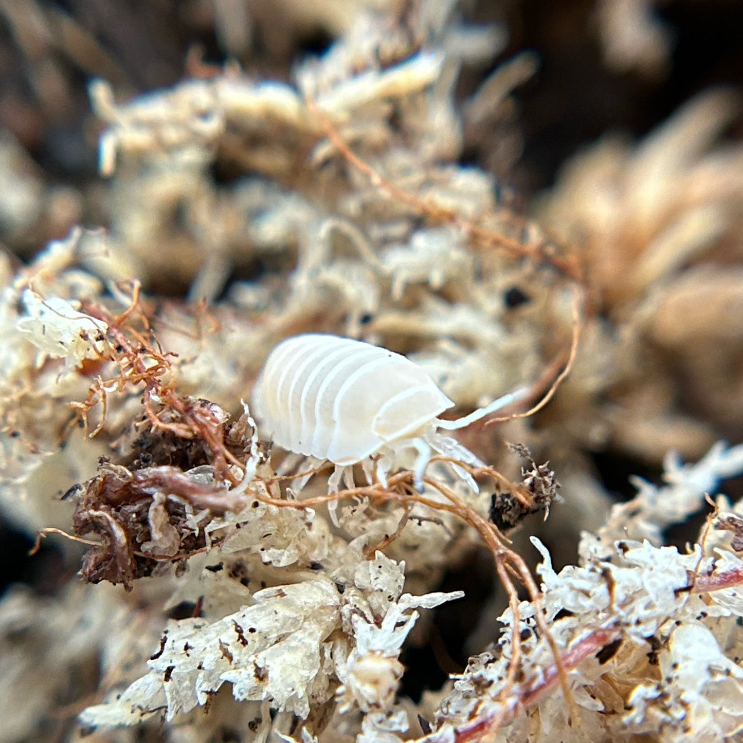 Cubaris murina (glacier)