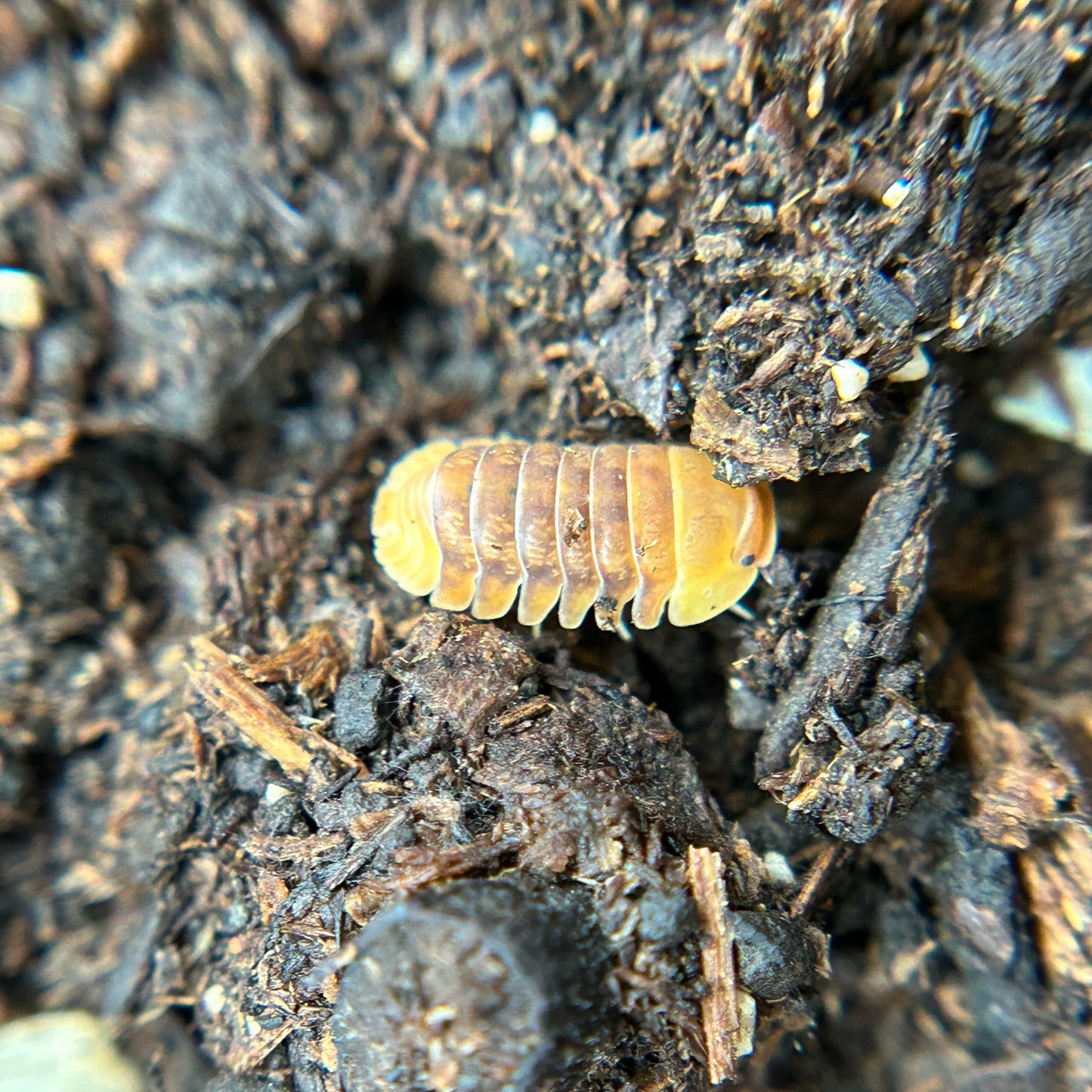 Cubaris sp. Pink Ducky