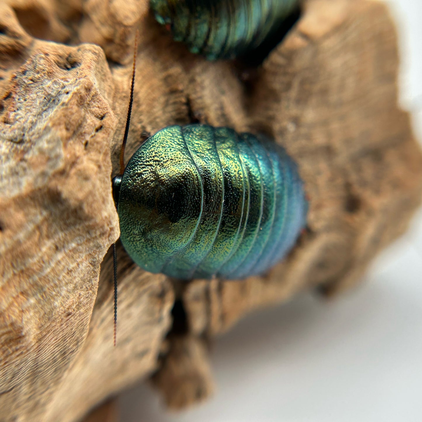 Emerald Roach