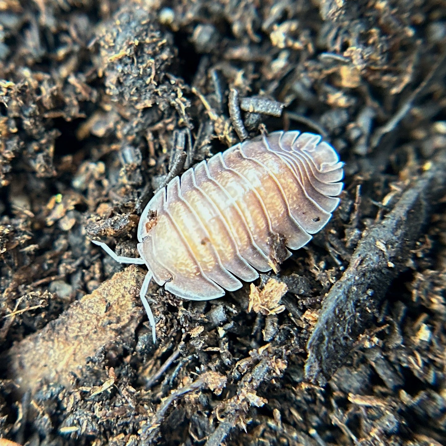 Cubaris sp. soil