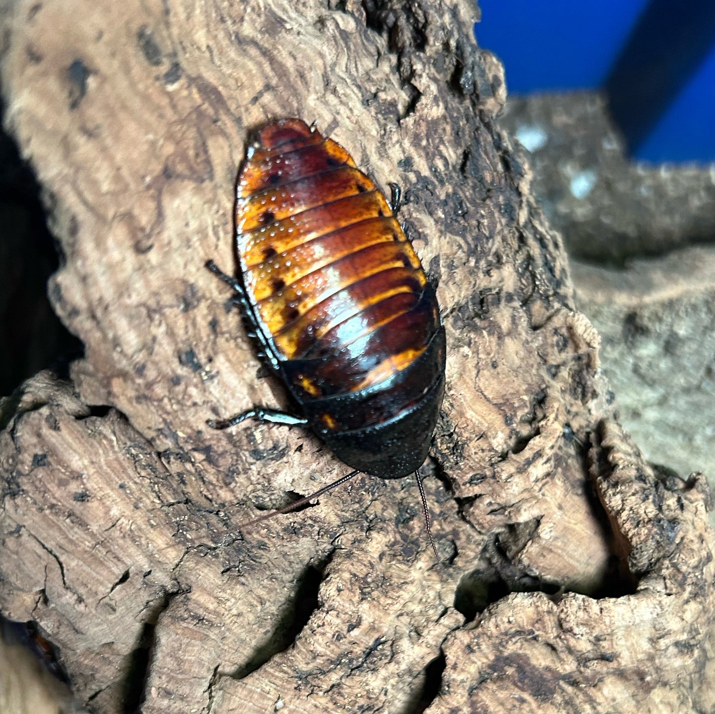 Madagascar Hissing Cockroach