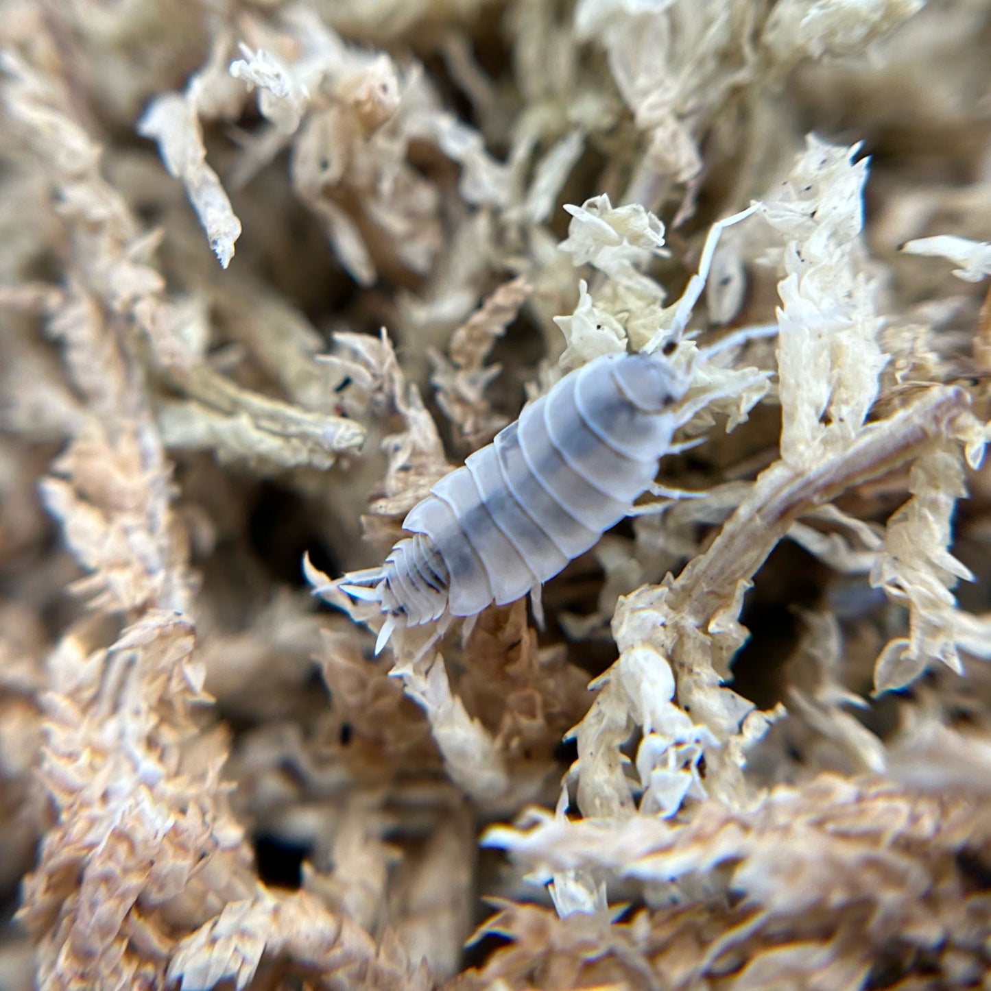 Porcellionides pruinosus (oreo crumble)