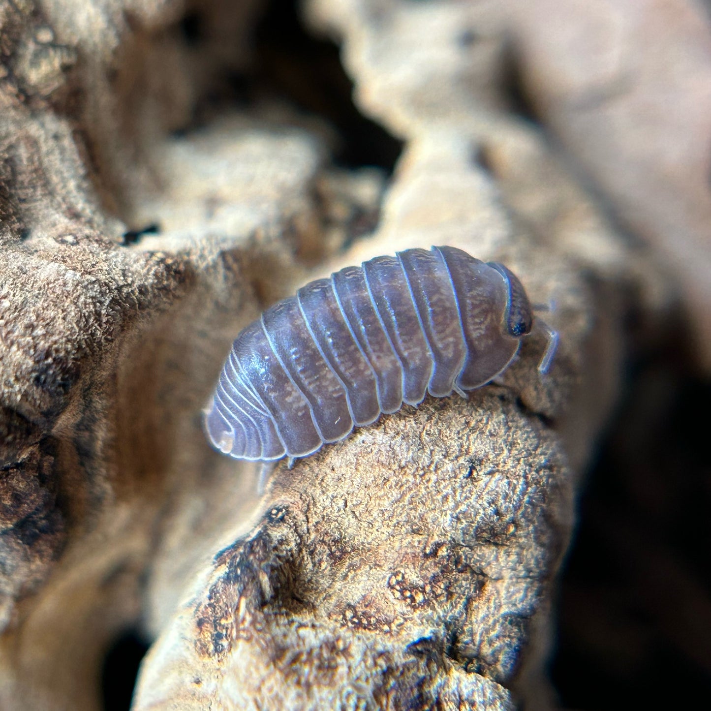 Cubaris murina borneo