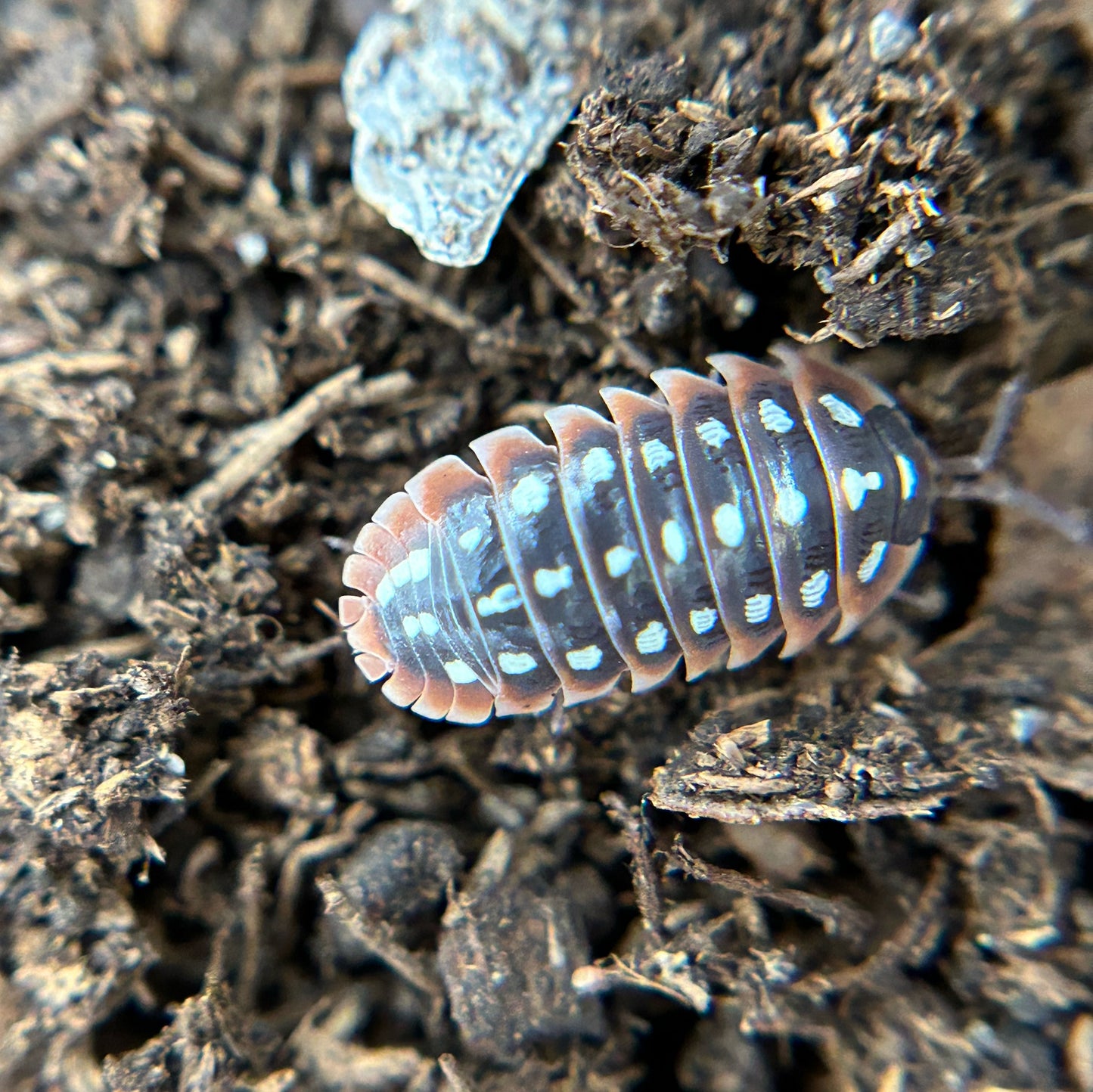 Armadillidium klugii (dubrovnik)