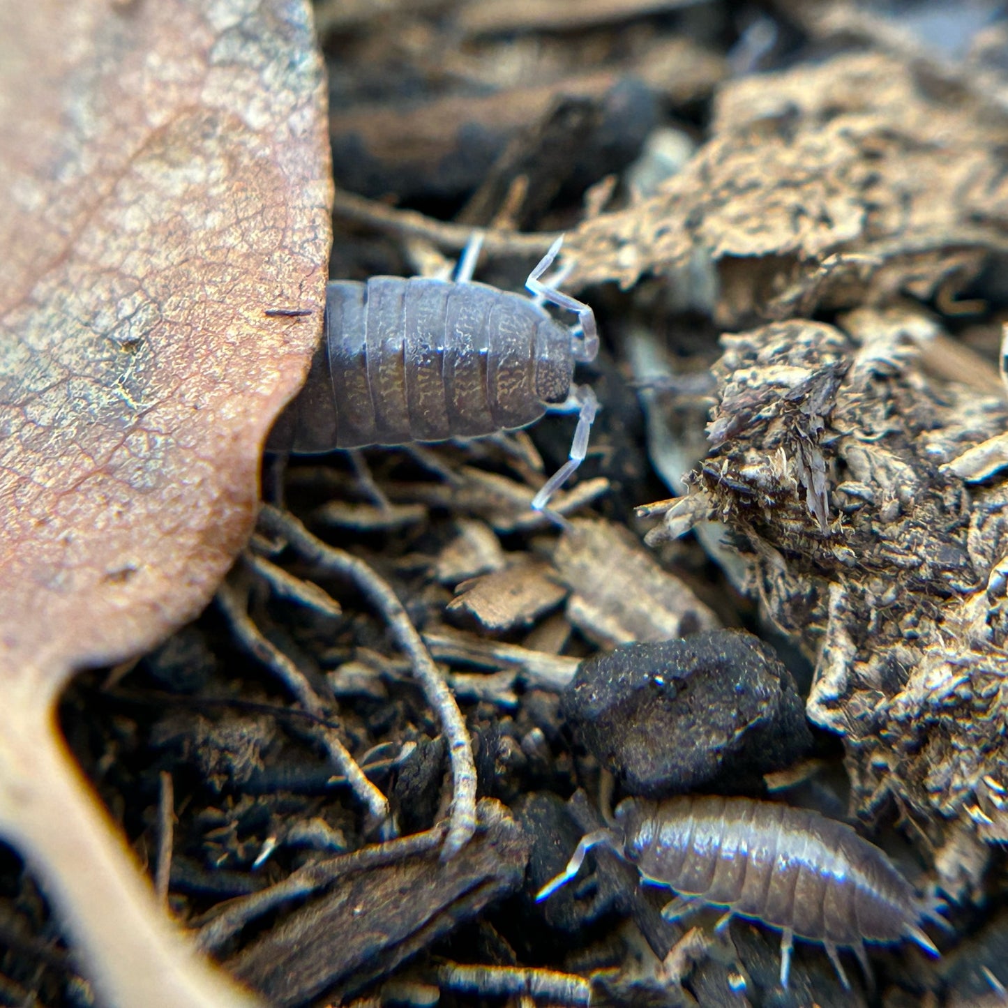 Porcellionides pruinosus