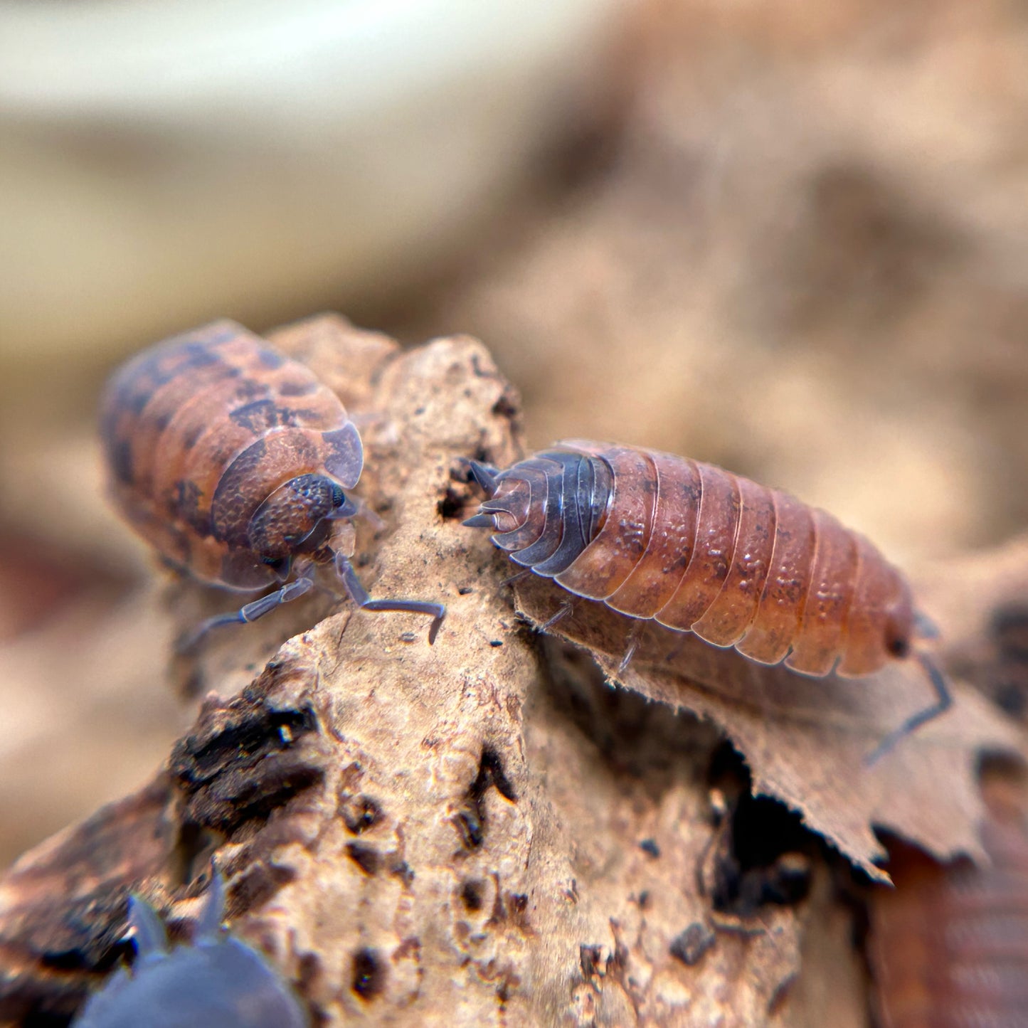 Porcellio scaber (lava)