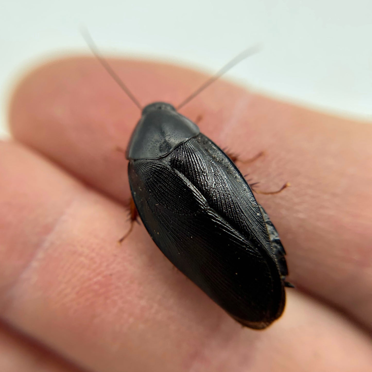 Shadow Roaches