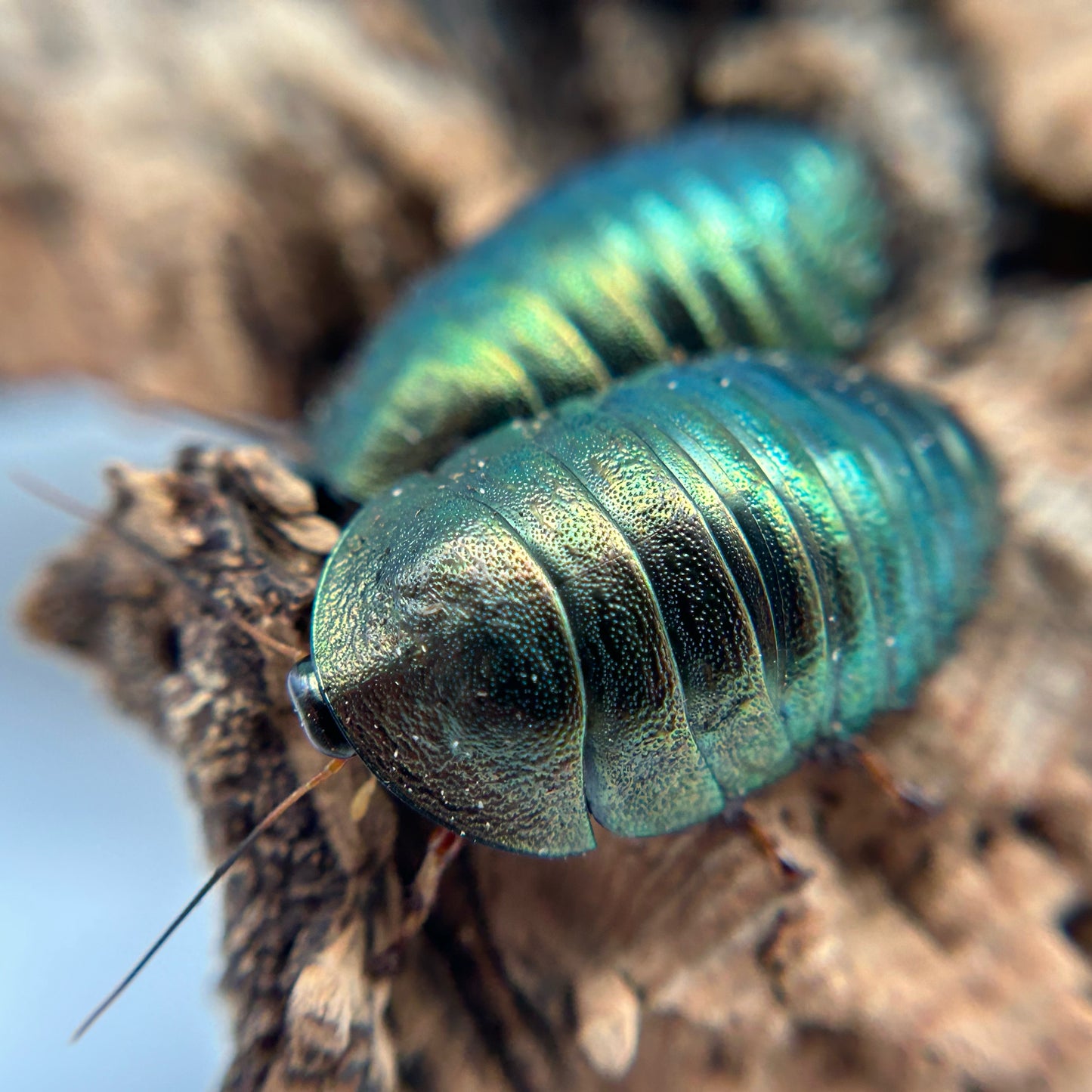 Emerald Roach