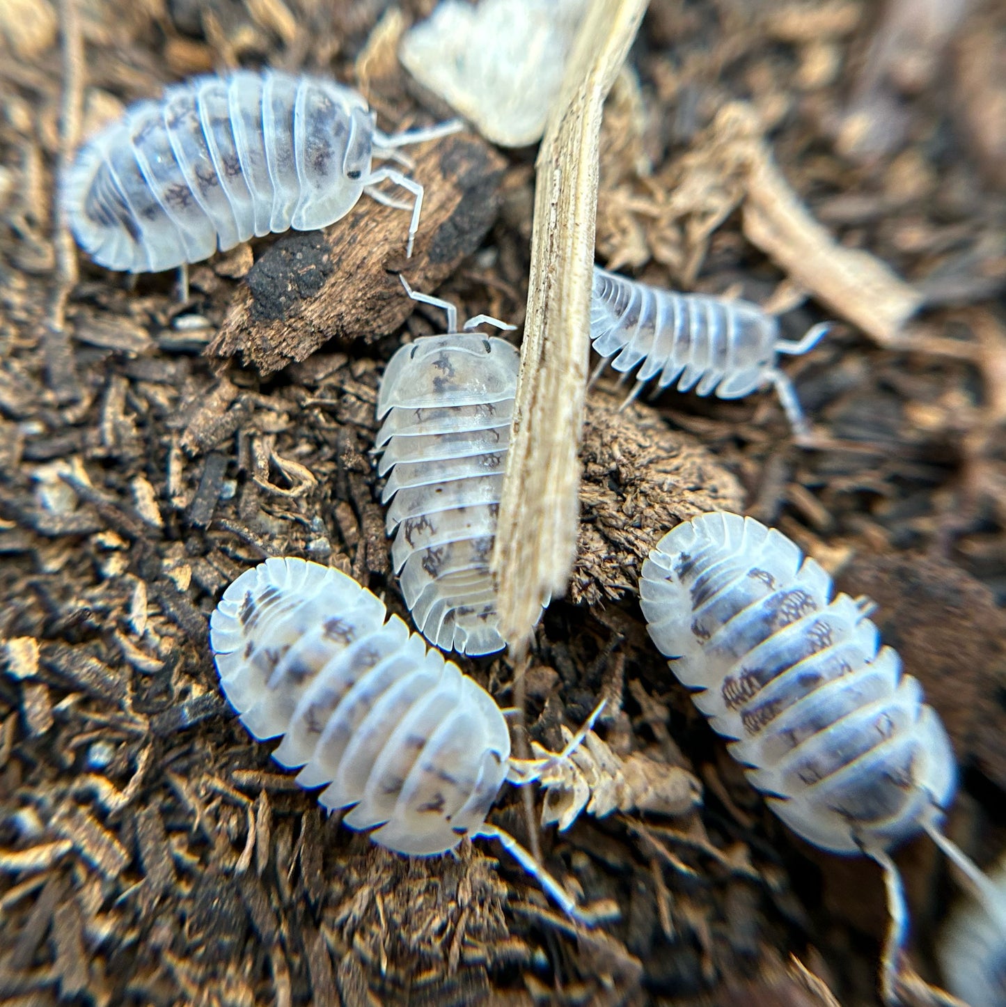 Nesodillo sp. Shiro Utsuri