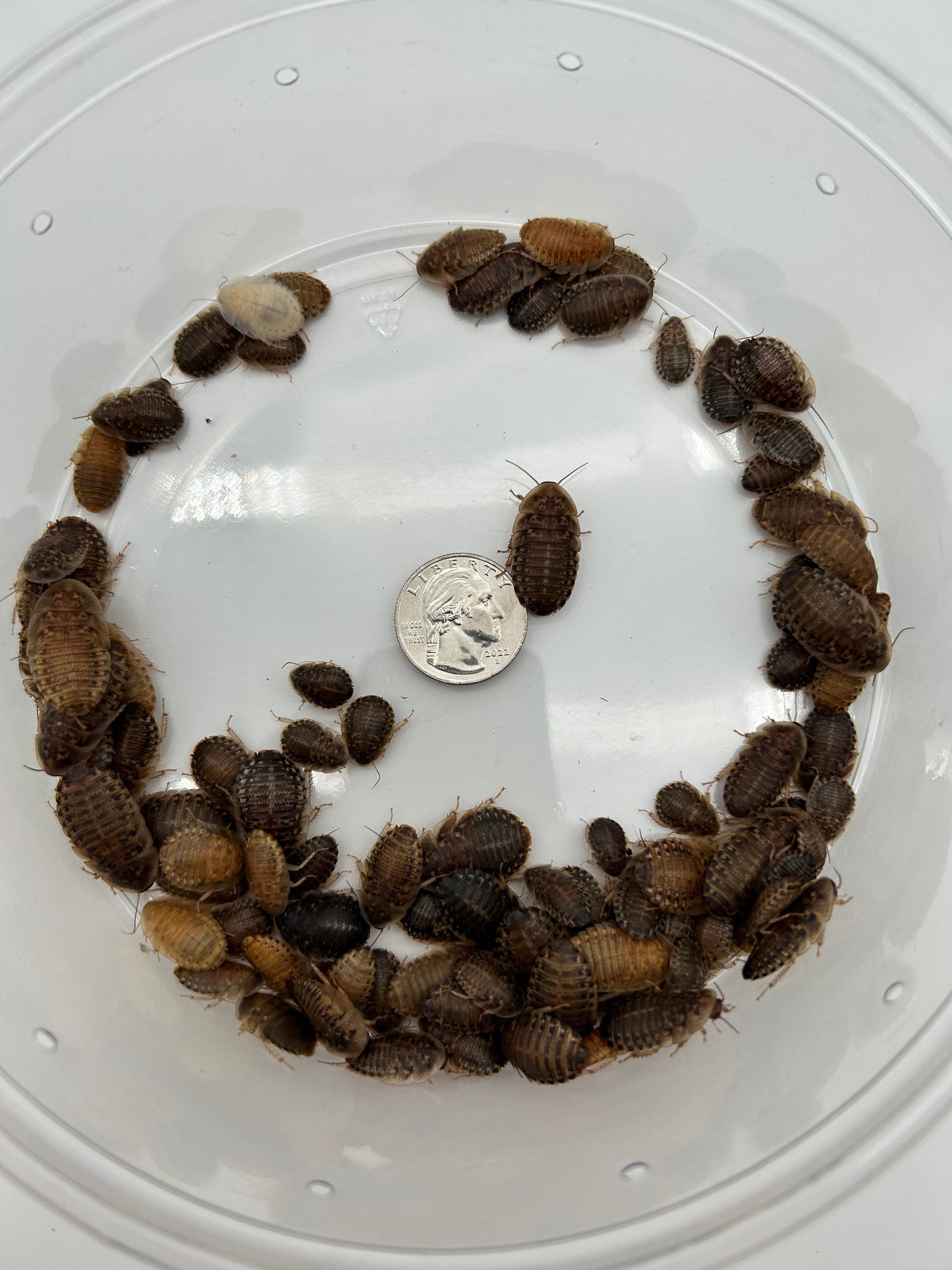 Medium Dubia Roaches