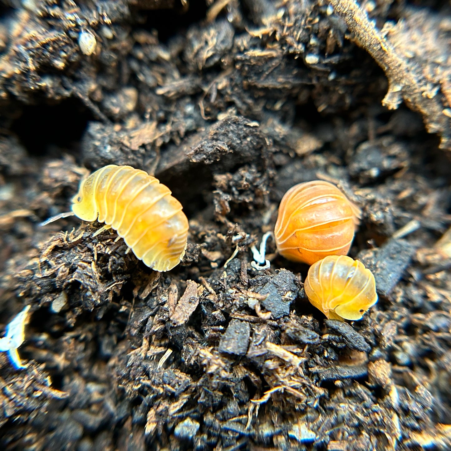 Cubaris sp. Blonde Ducky