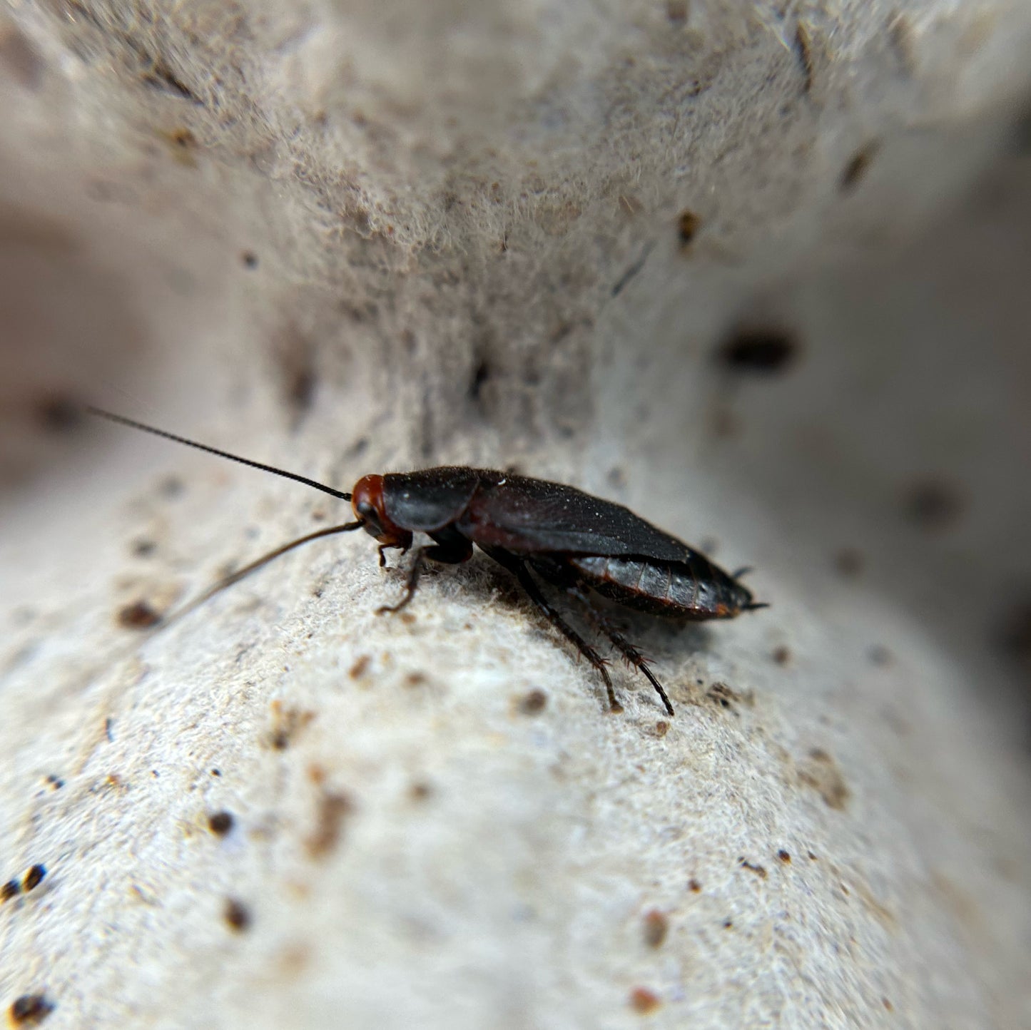 Red Head Roaches