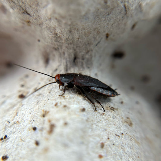 Red Head Roaches