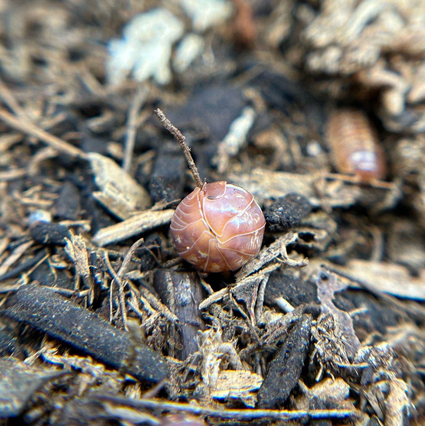 Armadillidium vulgare (orange vigor)