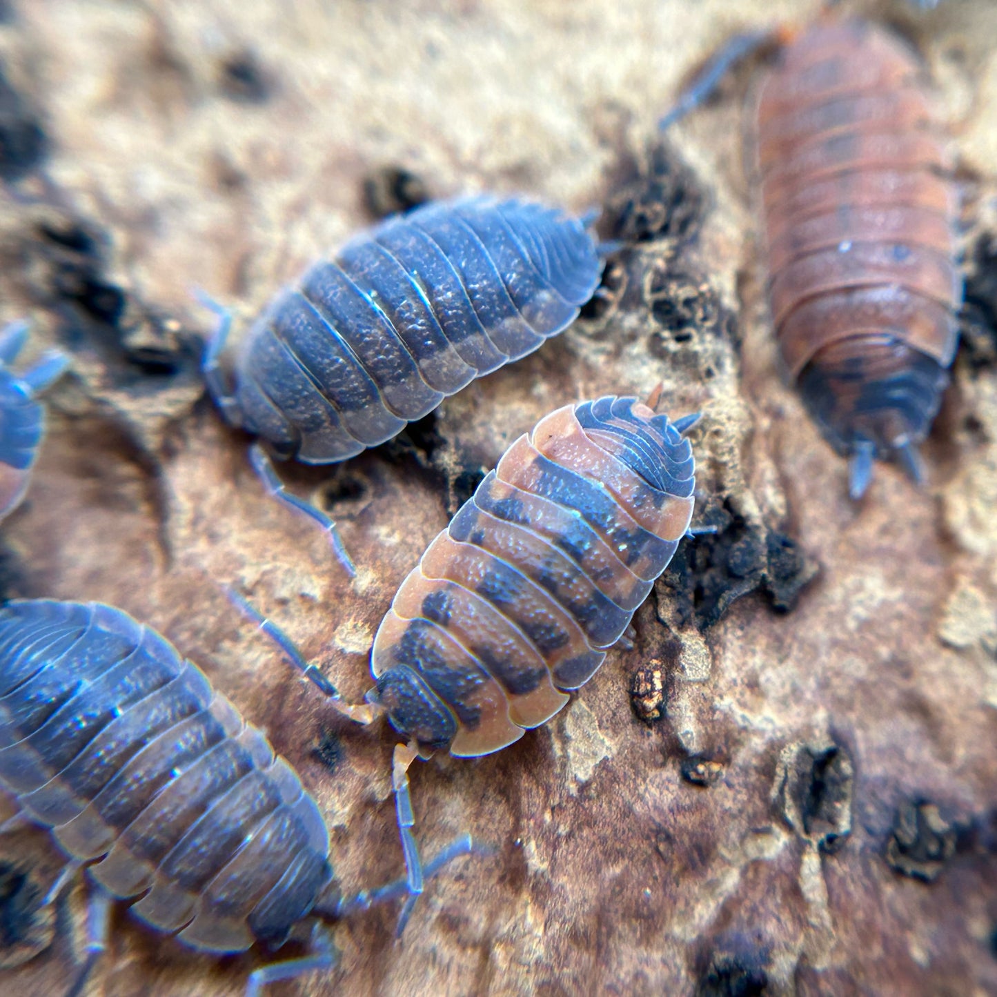 Porcellio scaber (lava)