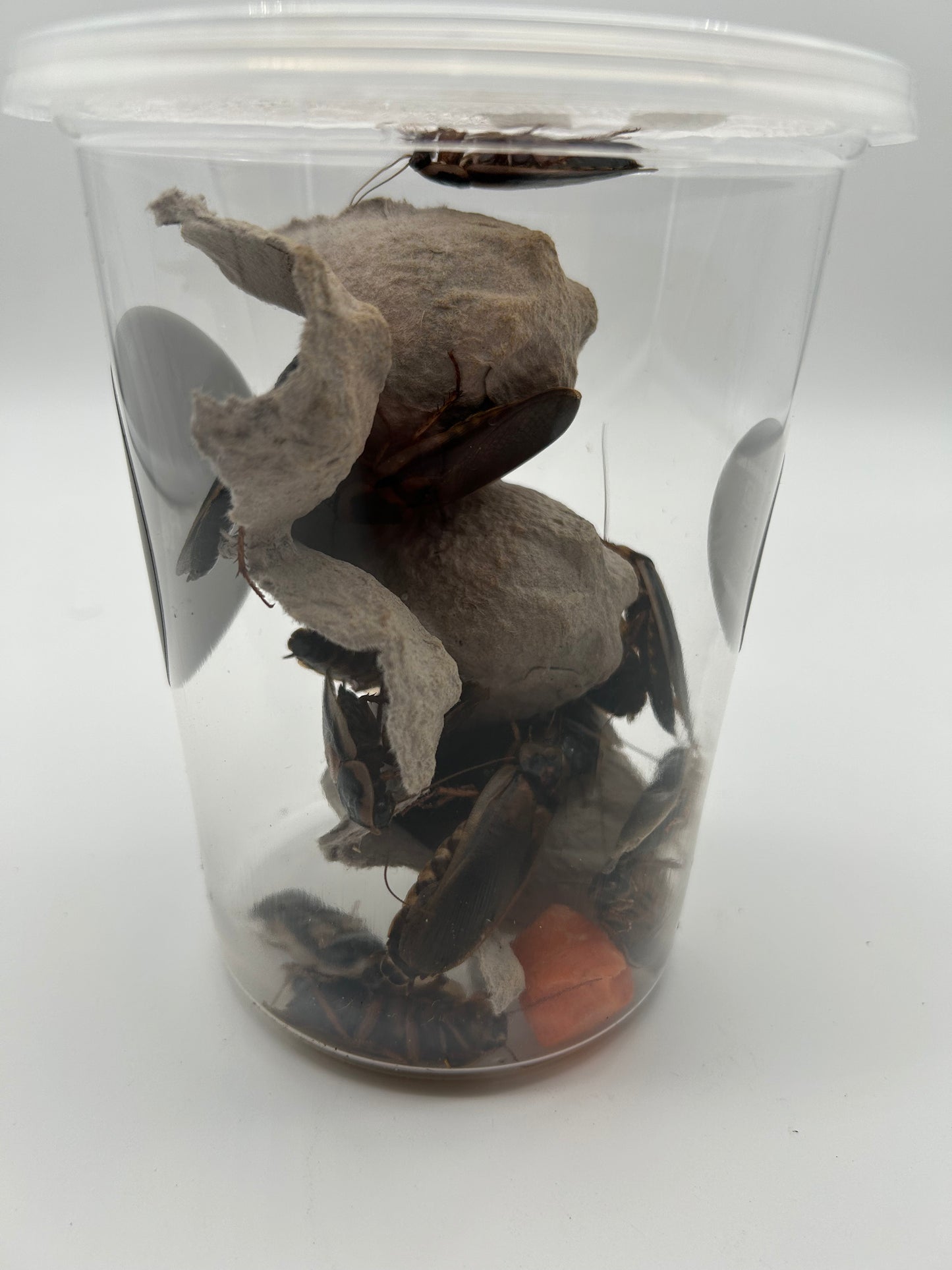 Adult Male Dubia Roach