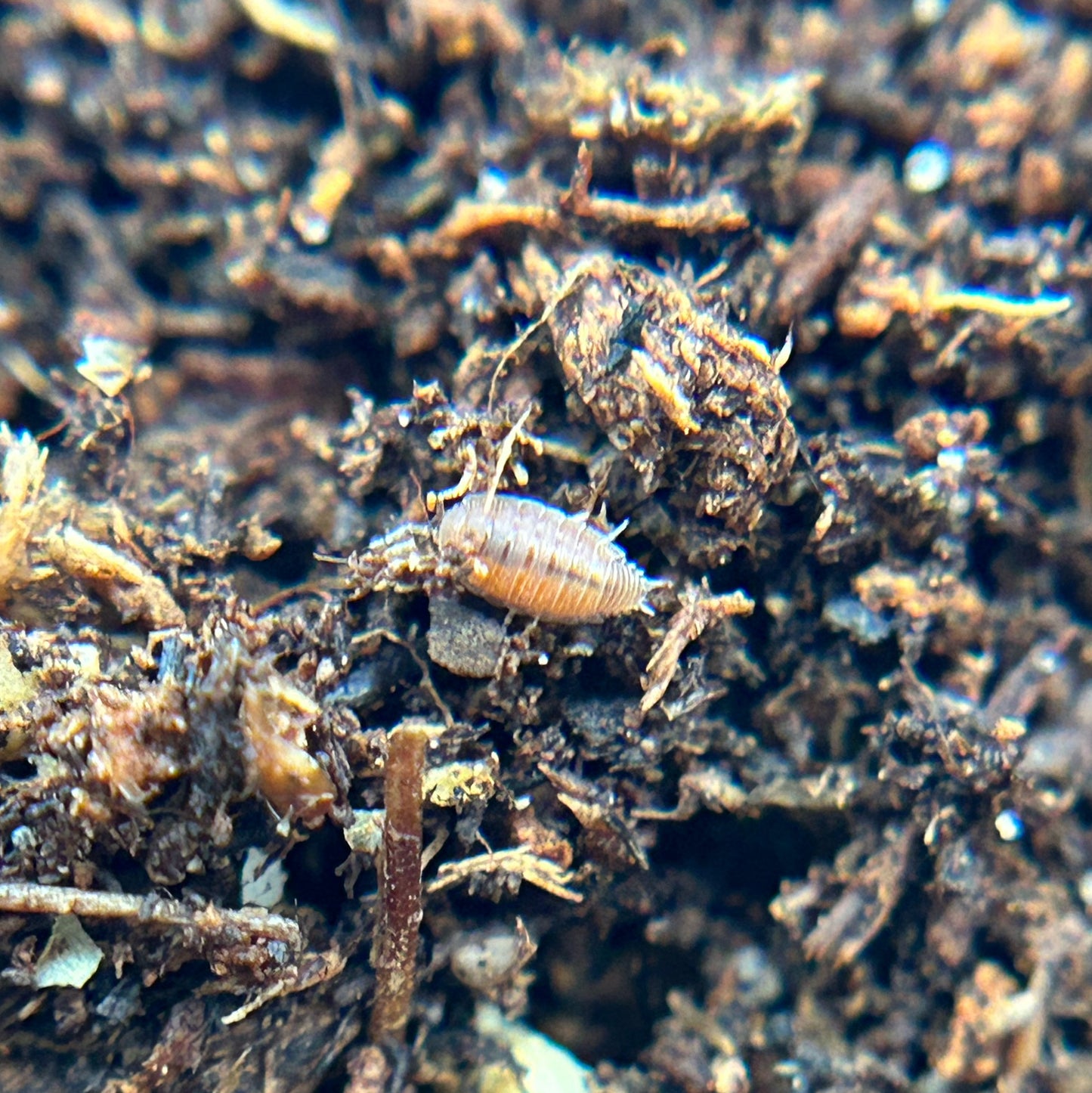 Trichoniscidae sp. dwarf purple