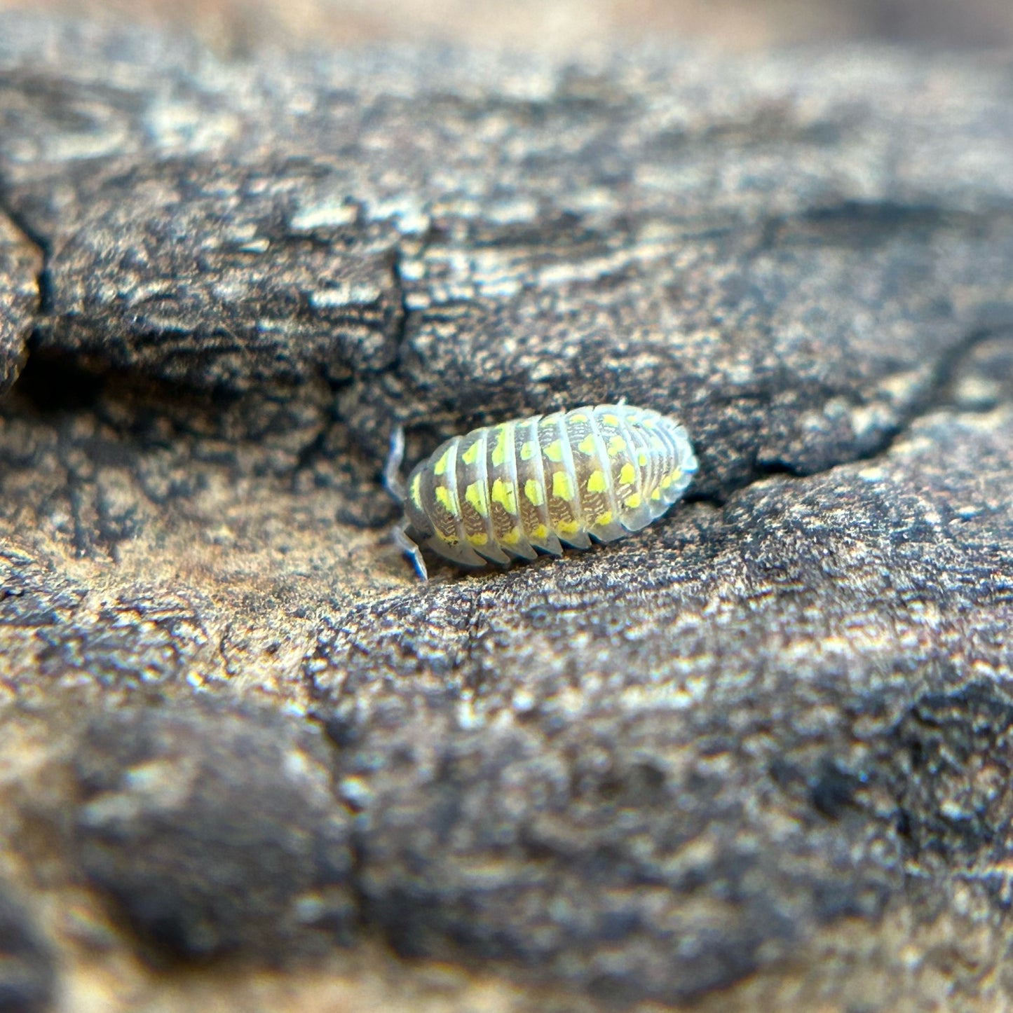 Armadillidium gestroi