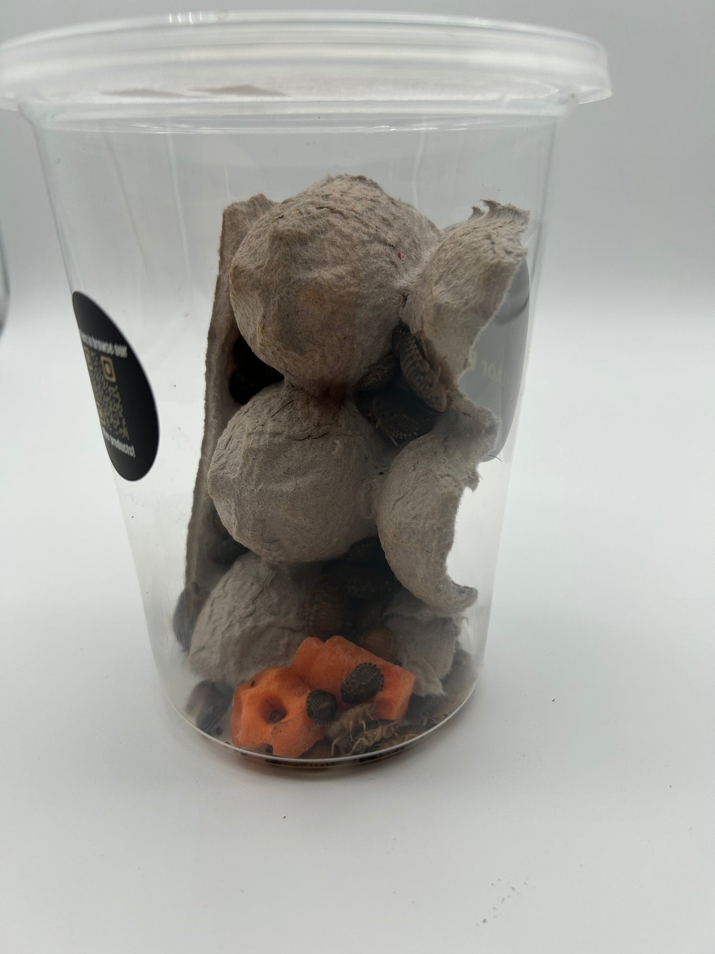 Medium Dubia Roaches
